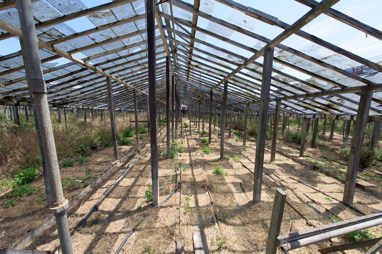 The Greenhouse Project