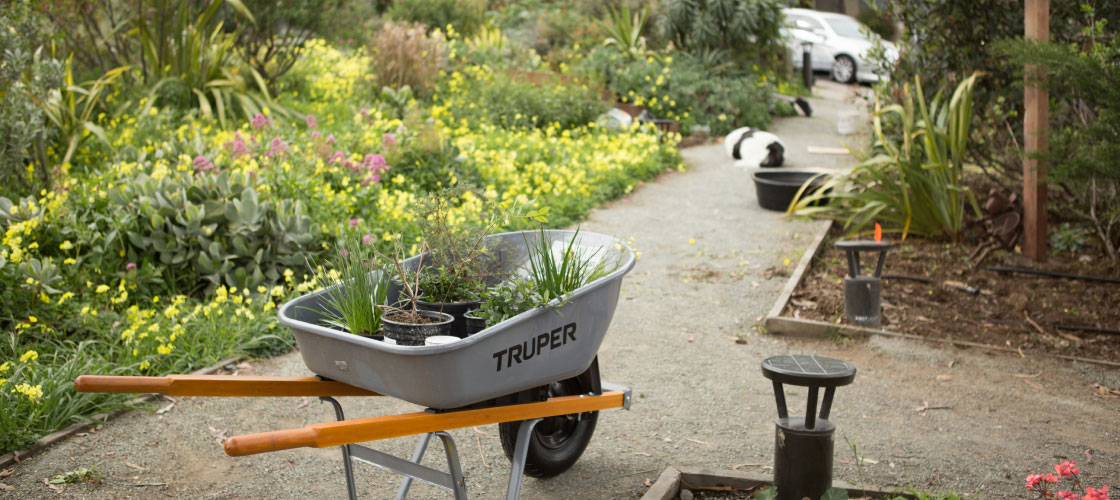 Wheelbarrow of plants